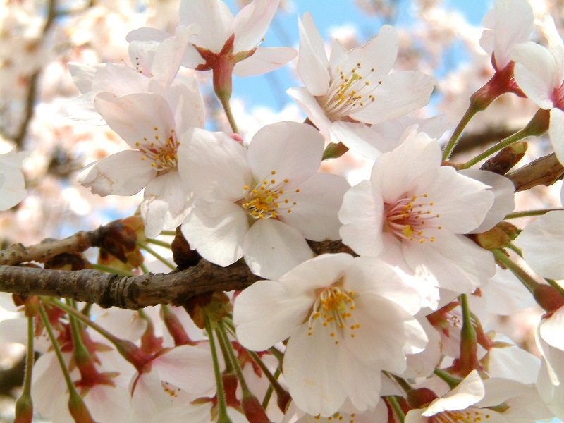 Kirschblüten Sakura